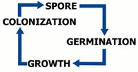 Mould spore life cycle chart